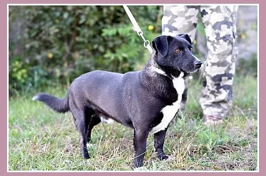 10 kg, sympatyczny,towarzyski,kontaktowy rodzinny 