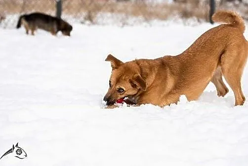 Lori - aktywna, młoda sunia - do adopcji,  śląskie