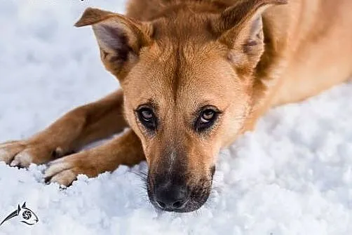 Lori - aktywna, młoda sunia - do adopcji,  śląskie