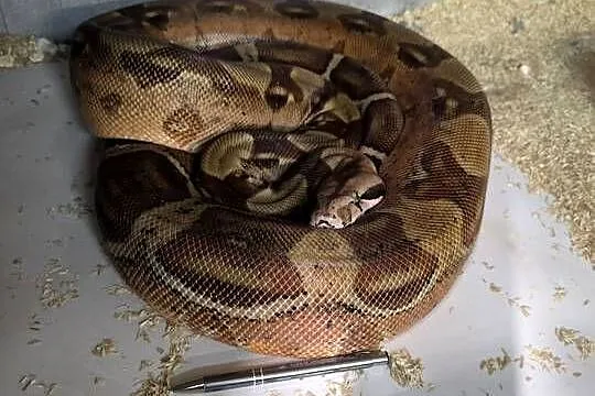 Boa samica