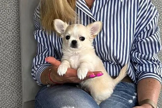 Biało-kremowy chihuahua długowłosy zjawiskowej urody ZKWP FCI, Podlaskie, Solniczki