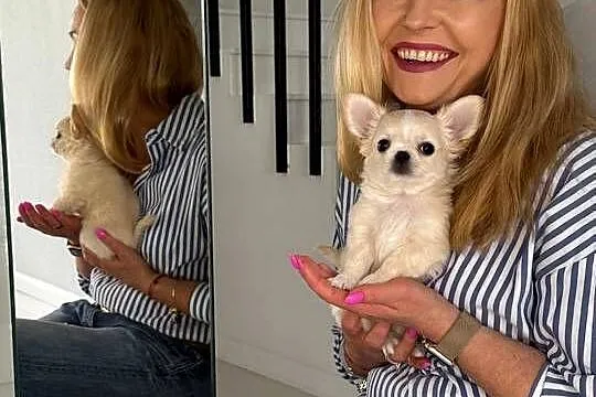 Biało-kremowy chihuahua długowłosy zjawiskowej urody ZKWP FCI, Podlaskie, Solniczki