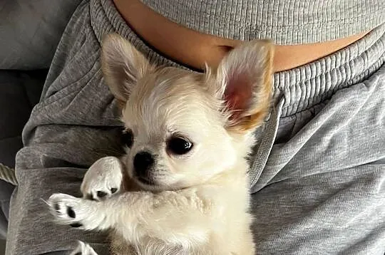 Biało-kremowy chihuahua długowłosy zjawiskowej urody ZKWP FCI, Podlaskie, Solniczki