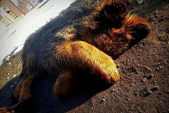 Owczarki Niemieckie Owczarek Niemiecki Prawdziwe, Jedyne, Konkretne., , Czernikowo