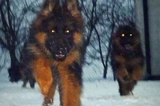 Owczarki Niemieckie Owczarek Niemiecki Prawdziwe, Jedyne, Konkretne., , Czernikowo