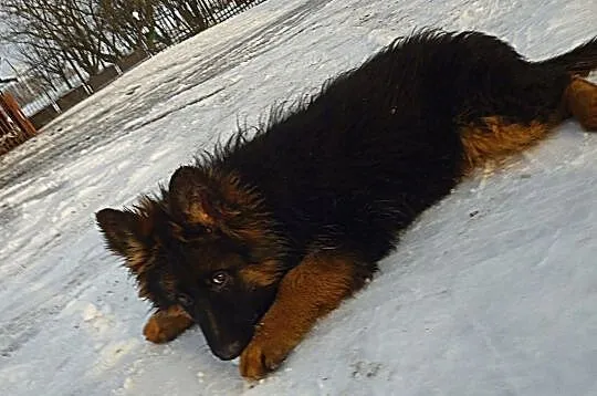 Owczarki Niemieckie Owczarek Niemiecki Prawdziwe, Jedyne, Konkretne., , Czernikowo