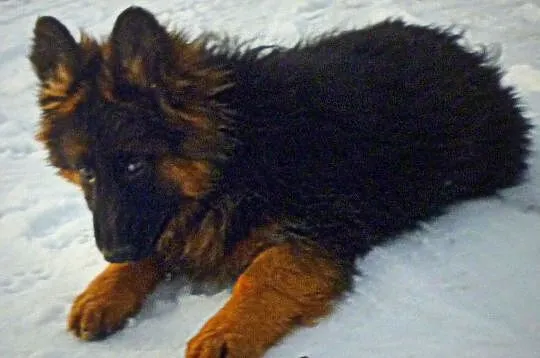 Owczarki Niemieckie Owczarek Niemiecki Prawdziwe, Jedyne, Konkretne., , Czernikowo