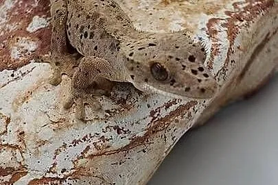 Gekon orzęsiony Red dalmatian 2 kolory kropek, Warmińsko-mazurskie, Olsztyn
