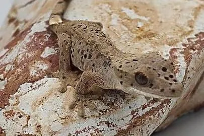 Gekon orzęsiony Red dalmatian 2 kolory kropek, Warmińsko-mazurskie, Olsztyn