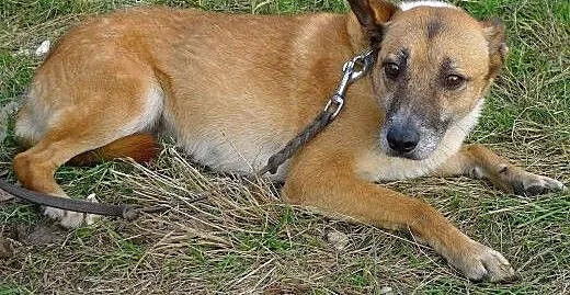 Kaja - przestraszona sunia, całe życie w schronisk