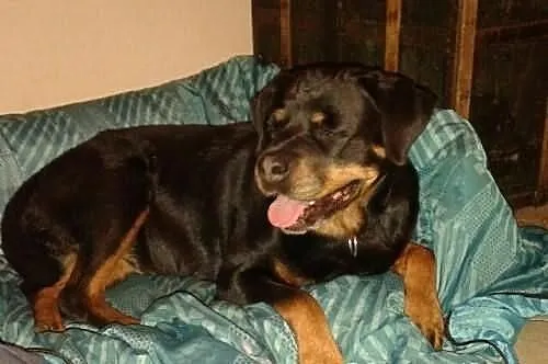 Śliczna rottweilerka Bajka szuka domu