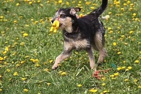 Feliks 10 miesięczny piesek w typie terriera szuka