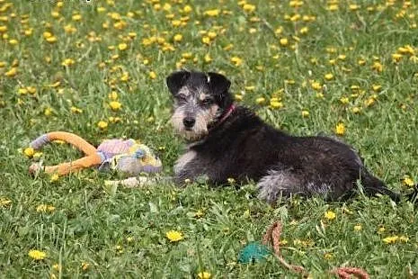 Feliks 10 miesięczny piesek w typie terriera szuka