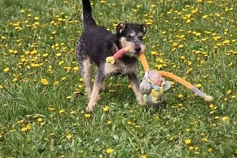 Feliks 10 miesięczny piesek w typie terriera szuka