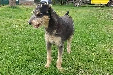 Feliks 10 miesięczny piesek w typie terriera szuka