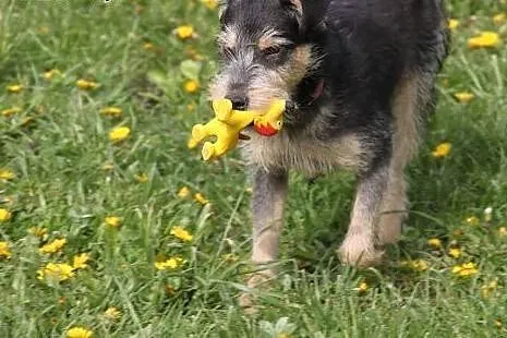 Feliks 10 miesięczny piesek w typie terriera szuka