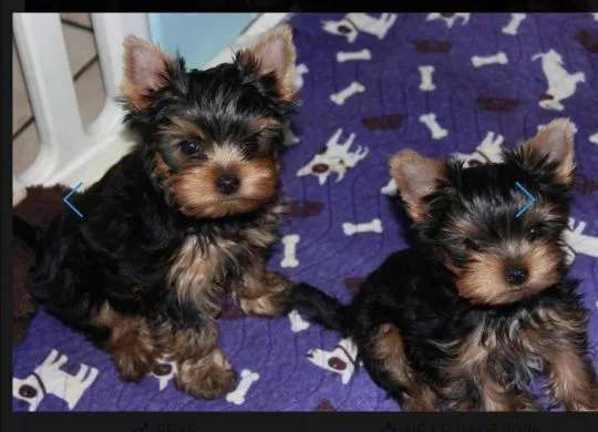 Urocze szczenięta yorkshire terrier do adopcji e-mail:.. {{amandinelisa01@gmail.com}}