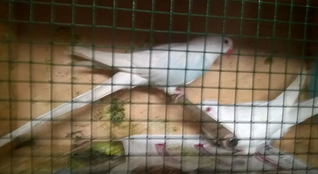 Księżniczka Walii Albino samiec 2015 samica 2016 PARA, , Godów