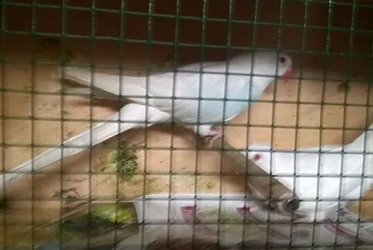Księżniczka Walii Albino samiec 2015 samica 2016 PARA, , Godów