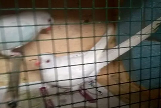 Księżniczka Walii Albino samiec 2015 samica 2016 PARA, , Godów