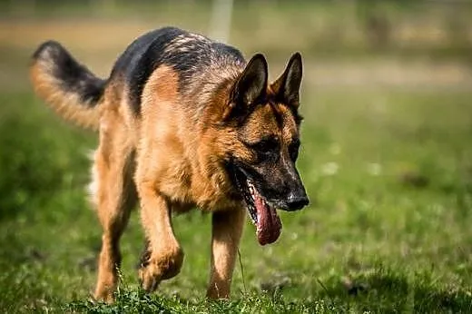 TORIN - esencja owczarka czeka na człowieka,  mazo
