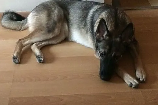 9 miesięczna suczka szuka domu ,  wielkopolskie Po