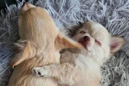 Chihuahua FCI z kameralnej domowej hodowli Z domu Rosa, samiec długowłosy, , Łomianki