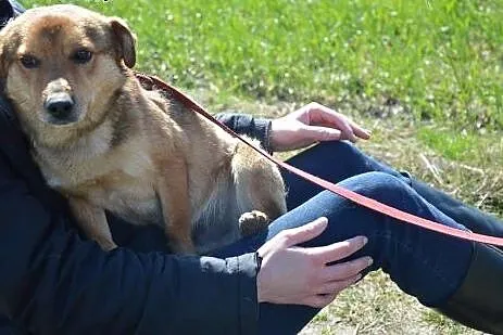 Kajtuś najukochańszy pies na ziemi,  mazowieckie W