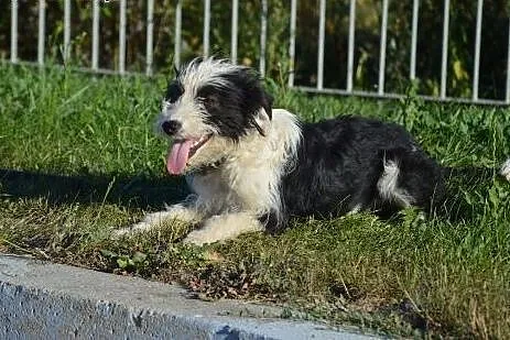 Deisy-mala,przestraszona sunia szuka odpowiedzialn