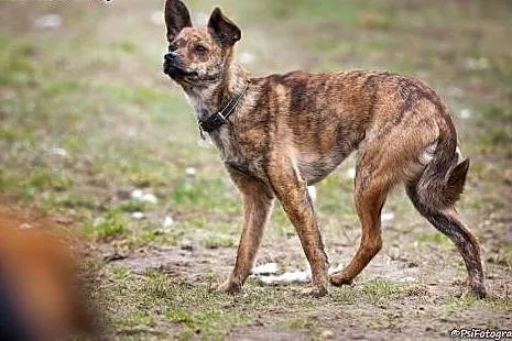 Pela, malutka delikatna sunia,  mazowieckie Warszawa