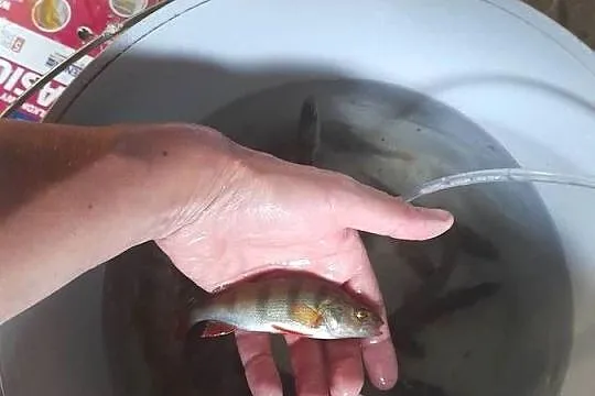 Ryby narybek Okoń jesiotr, Wielkopolskie, Kleczew