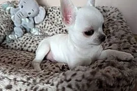 Chihuahua krótkowłosy biały ZKwP