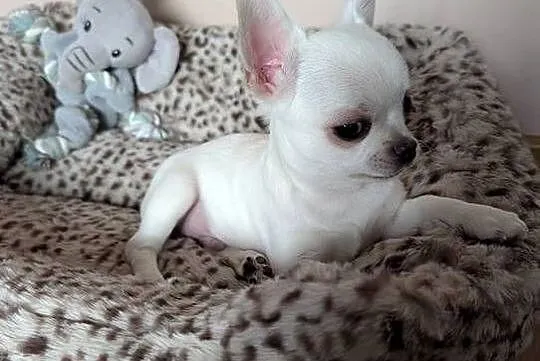 Chihuahua krótkowłosy biały ZKwP