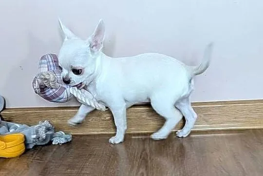 Chihuahua krótkowłosy biały ZKwP, Łódzkie, Złaków Borowy