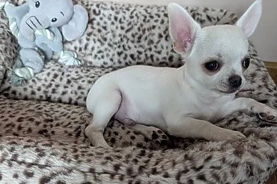 Chihuahua krótkowłosy biały ZKwP, Łódzkie, Złaków Borowy