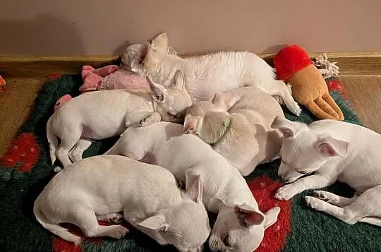 Chihuahua krótkowłosy biały ZKwP, Łódzkie, Złaków Borowy