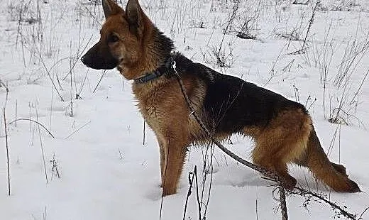Owczarkowata FREYA szuka domu!, warmińsko-mazursk