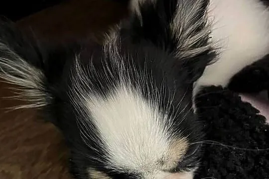 Chihuahua z Rodowodem