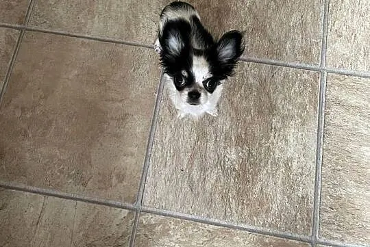 Chihuahua z Rodowodem, Zachodniopomorskie, Stargard
