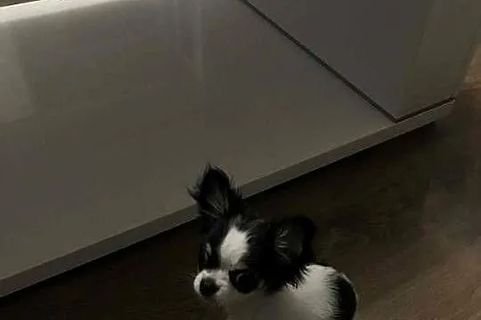 Chihuahua z Rodowodem, Zachodniopomorskie, Stargard