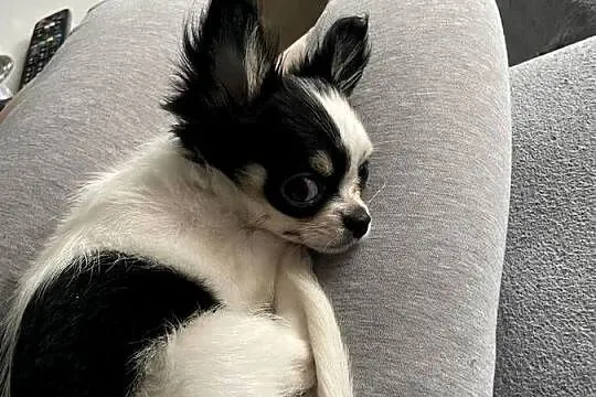 Chihuahua z Rodowodem, Zachodniopomorskie, Stargard