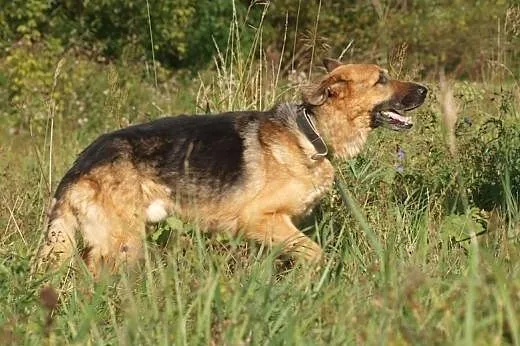 Martens, dojrzały pies,  kujawsko-pomorskie Bydgos