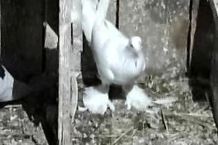 Sprzedam gołębie bociany, Mazowieckie, Garwolin