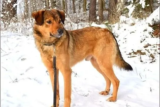 Ares - młode, wspaniałe stworzenie :)
