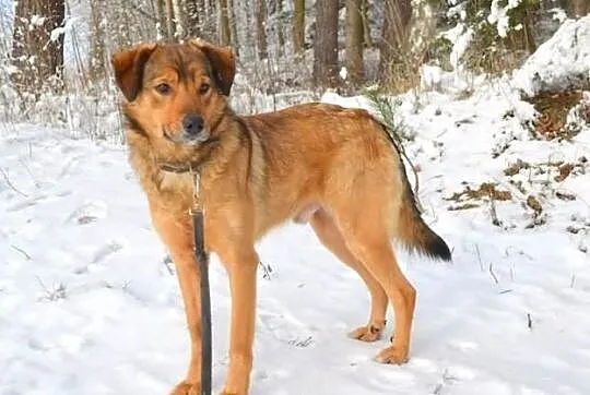 Ares - młode, wspaniałe stworzenie :)