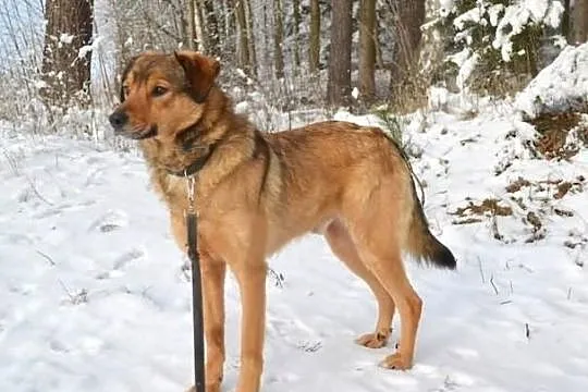 Ares - młode, wspaniałe stworzenie :)
