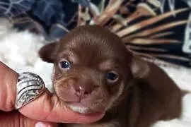 Chihuahua krótkowłosy czekoladowy