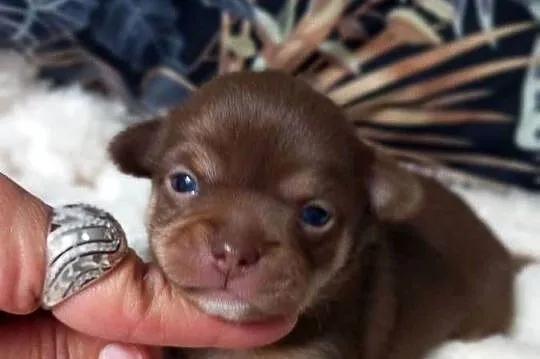 Chihuahua krótkowłosy czekoladowy