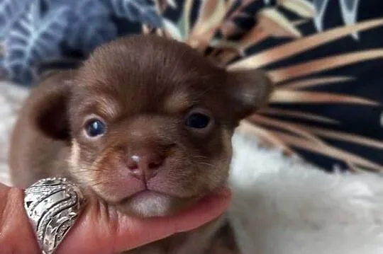 Chihuahua krótkowłosy czekoladowy, Opolskie, Strzelce Opolskie