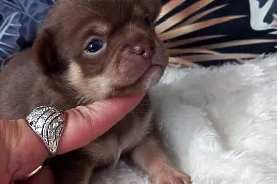 Chihuahua krótkowłosy czekoladowy, Opolskie, Strzelce Opolskie